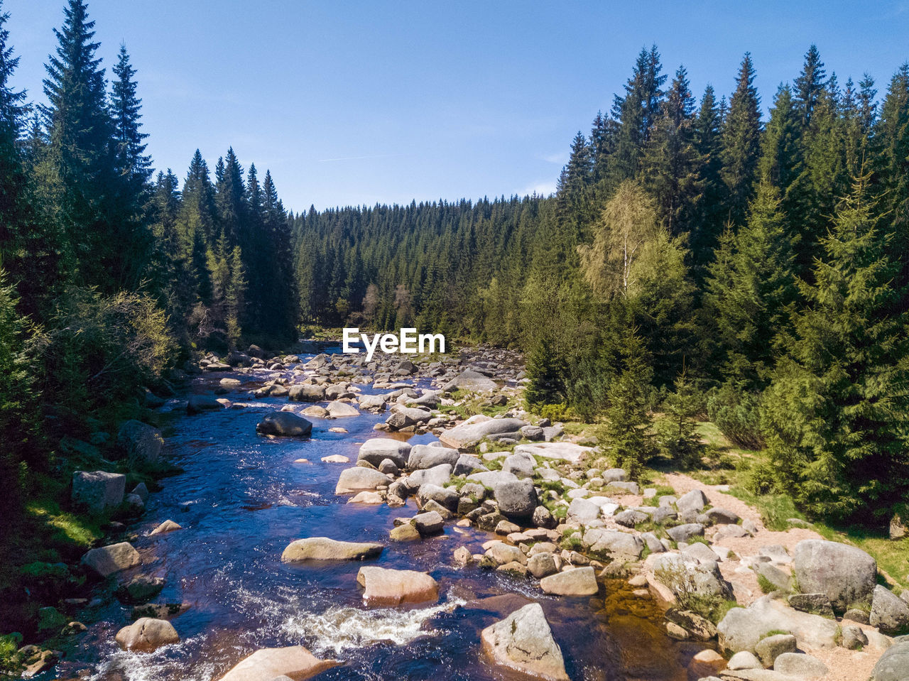Scenic view of river amidst trees in forest. izera river in mountains of poland and czech republic.
