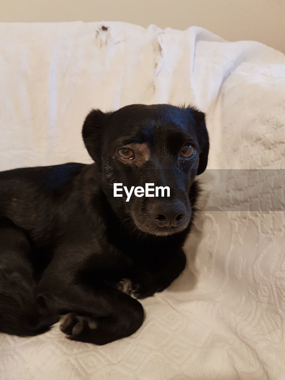 PORTRAIT OF DOG SITTING ON BED