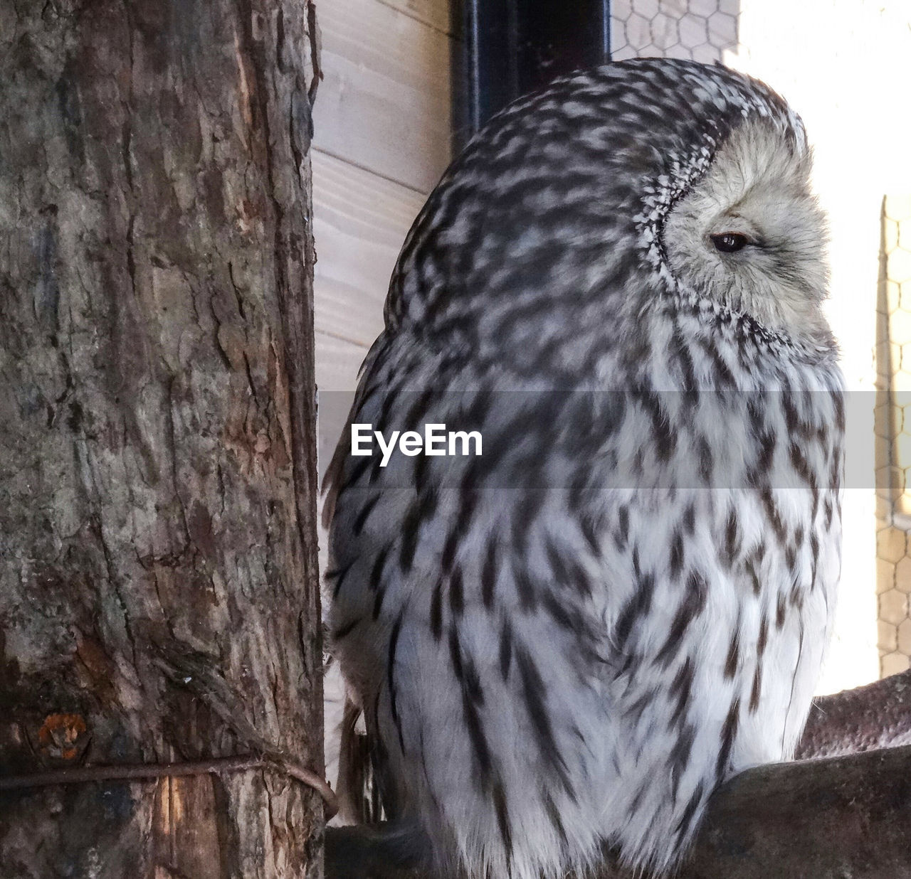 Close-up of owl perching