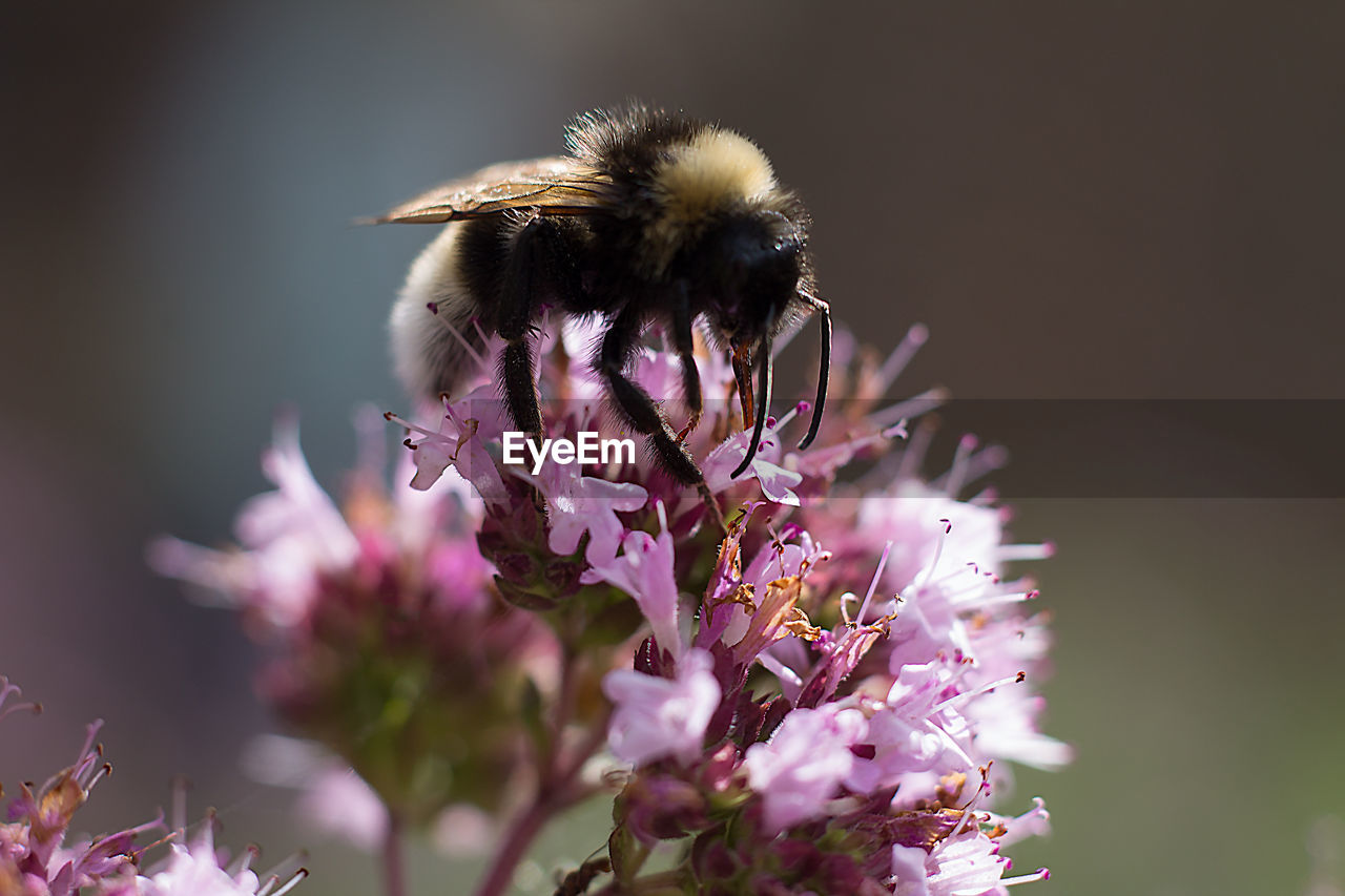 Close-up of bee on purple flower