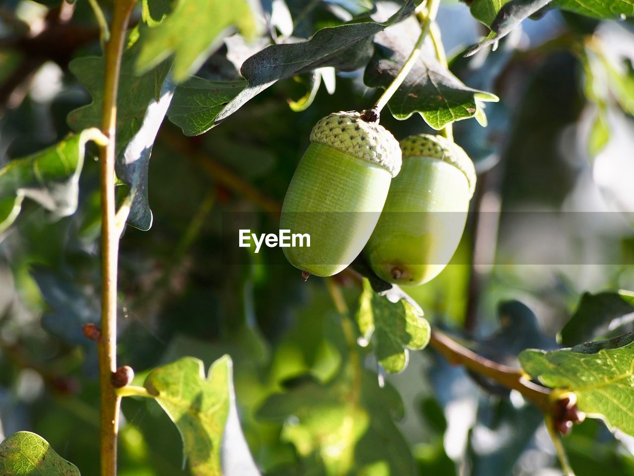 CLOSE-UP OF FRUIT ON TREE