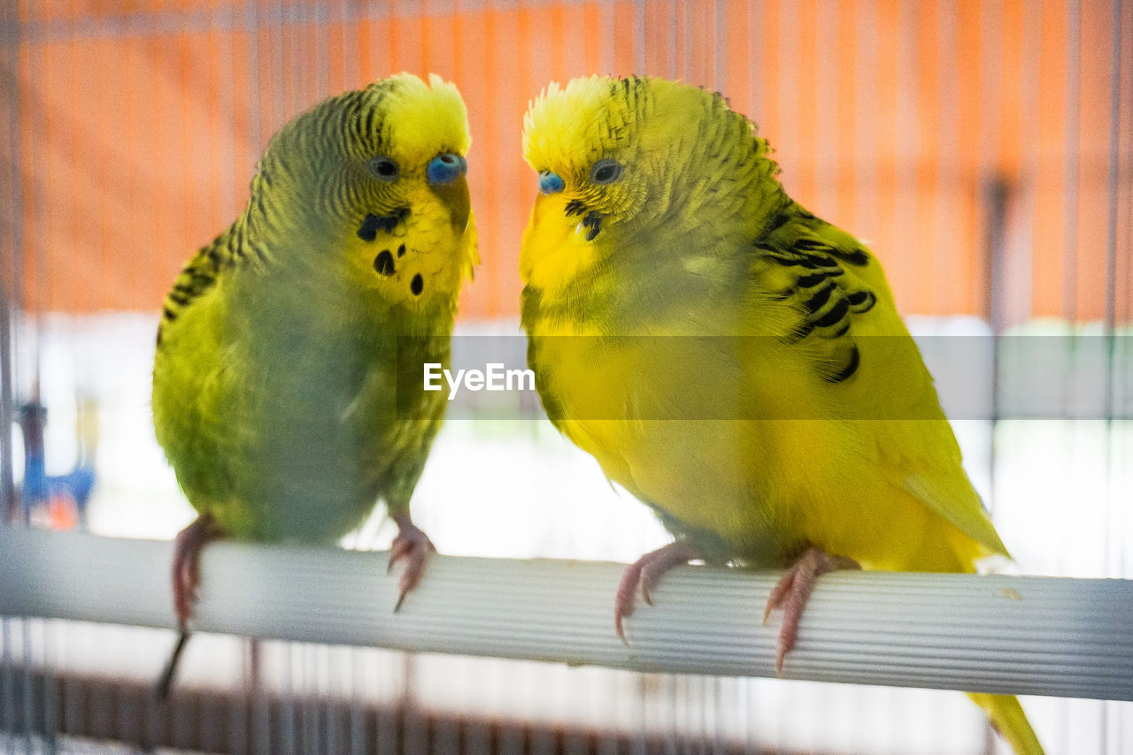 PARROT IN CAGE