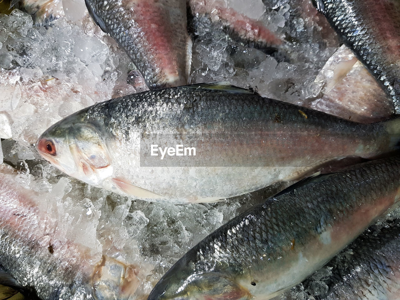 HIGH ANGLE VIEW OF FISH IN CONTAINER