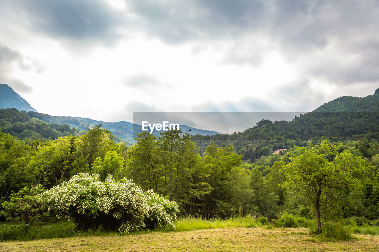 Scenic view of trees and mountains against sky