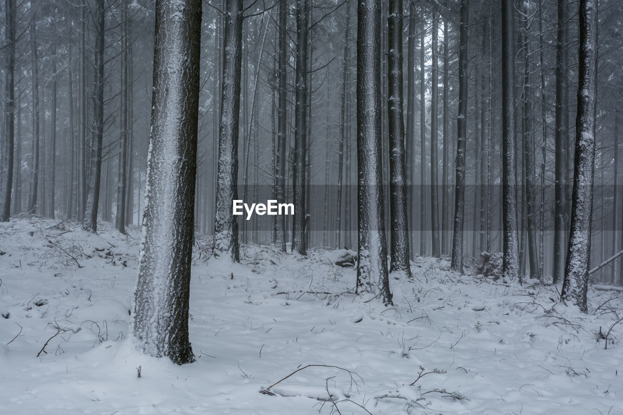 Trees in forest during winter