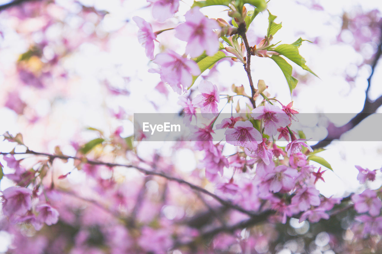 plant, flower, flowering plant, blossom, tree, pink, beauty in nature, springtime, freshness, fragility, growth, branch, nature, cherry blossom, spring, outdoors, no people, close-up, day, cherry tree, selective focus, inflorescence, botany, flower head, petal, focus on foreground, sky, low angle view, produce, fruit tree, twig, backgrounds, cherry, pastel colored, tranquility