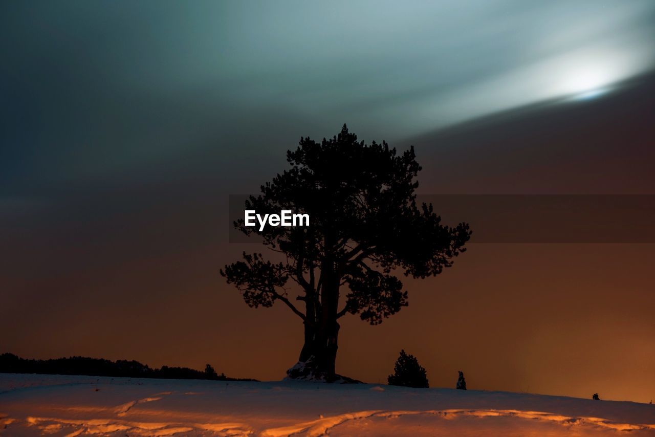 Lone tree on snow covered landscape against sky