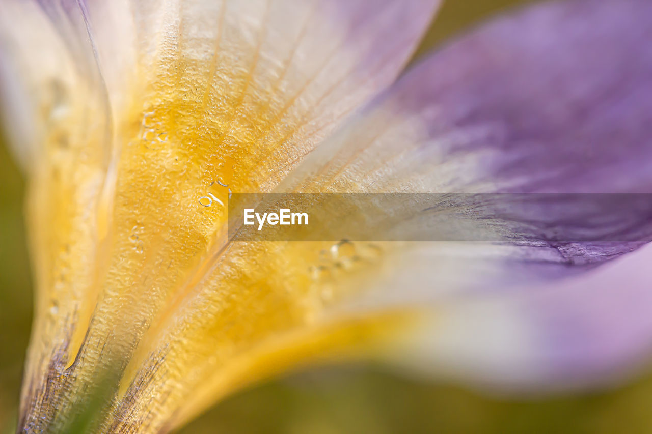 CLOSE-UP OF WET PURPLE FLOWERING PLANTS