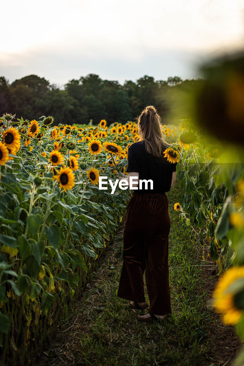 Rear view of young woman holding sunflower while standing outdoors