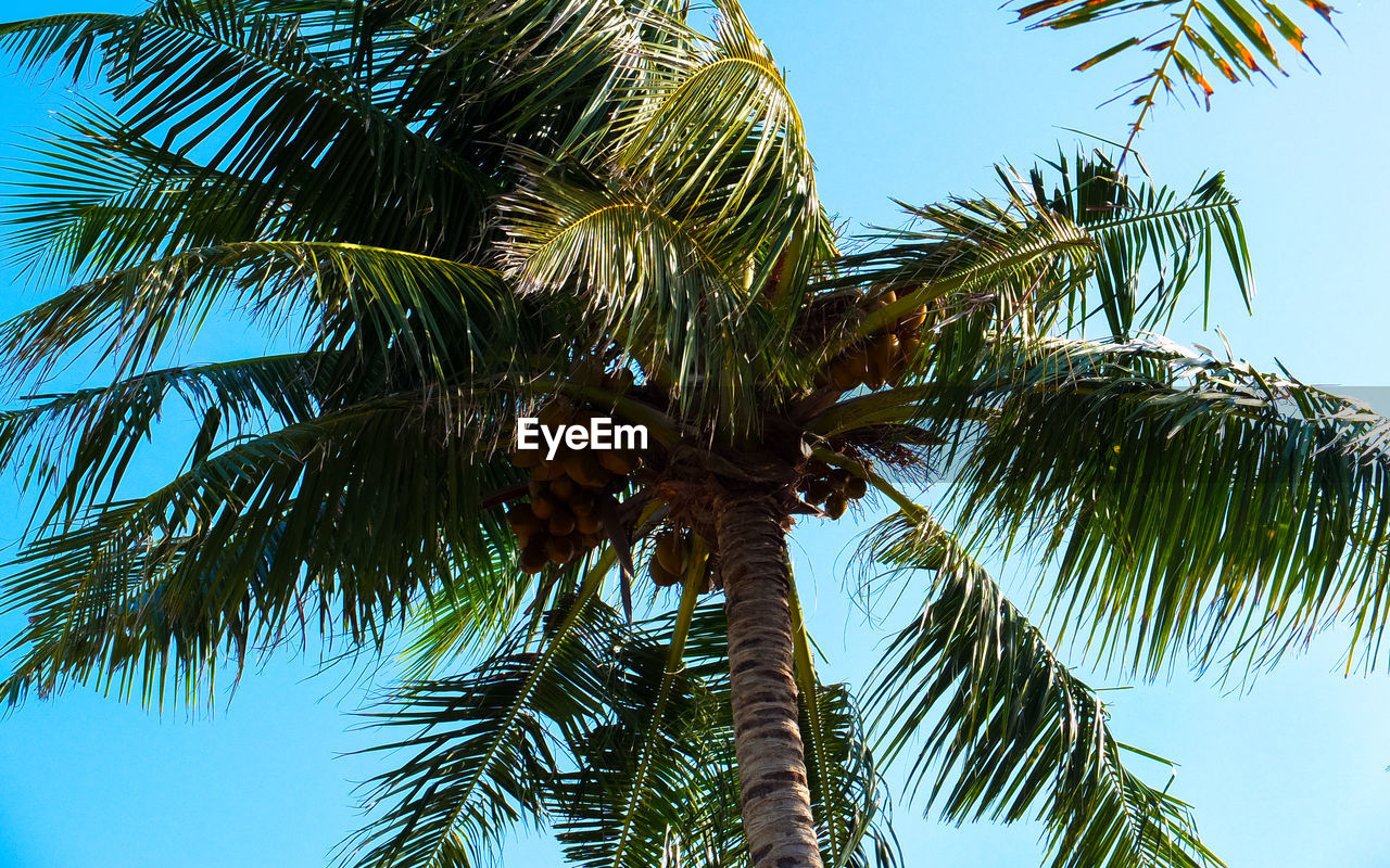 LOW ANGLE VIEW OF PALM TREES AGAINST CLEAR BLUE SKY