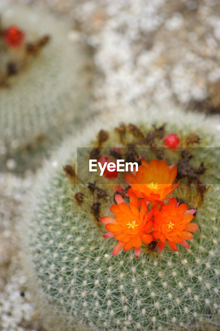 CLOSE-UP OF ORANGE CACTUS