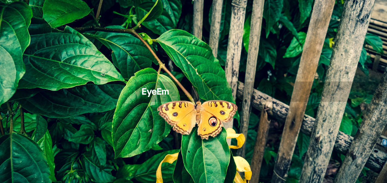 Close-up of butterfly on plant leaves