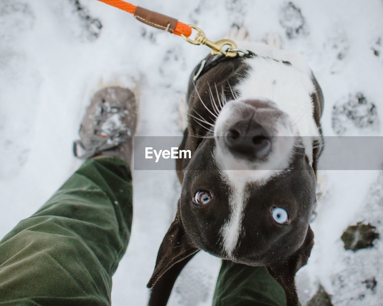 Low section of person with dog on snow field