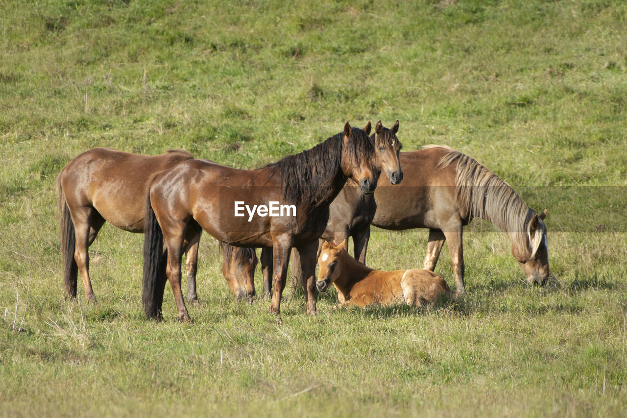 HORSES IN THE FIELD