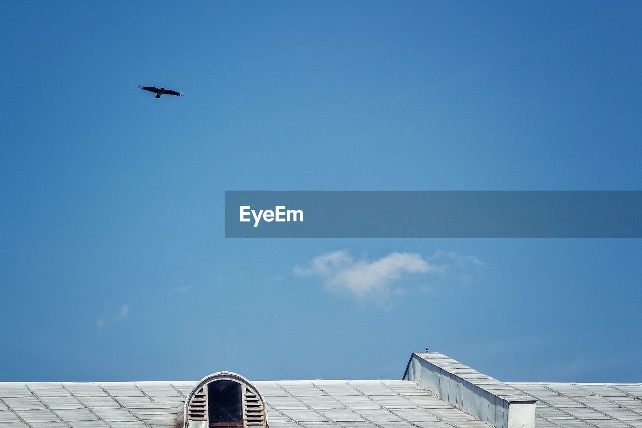 Low angle view of bird flying against blue sky