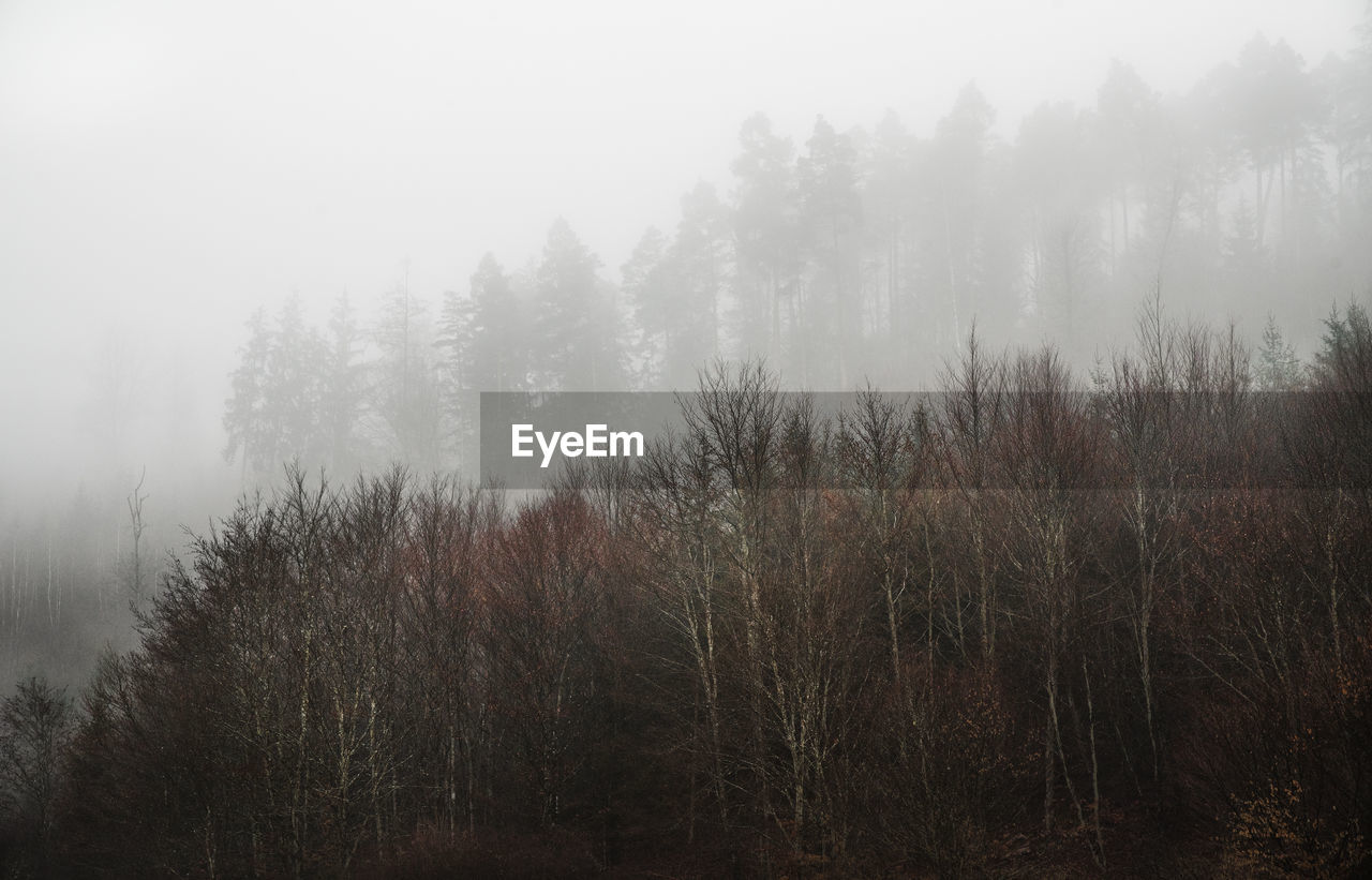 Trees in forest during foggy weather