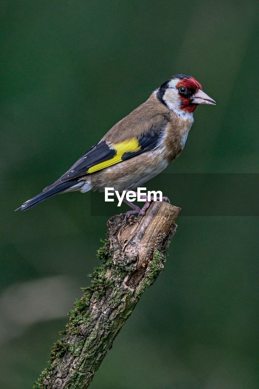 Goldfinch close-up bird perching on branch