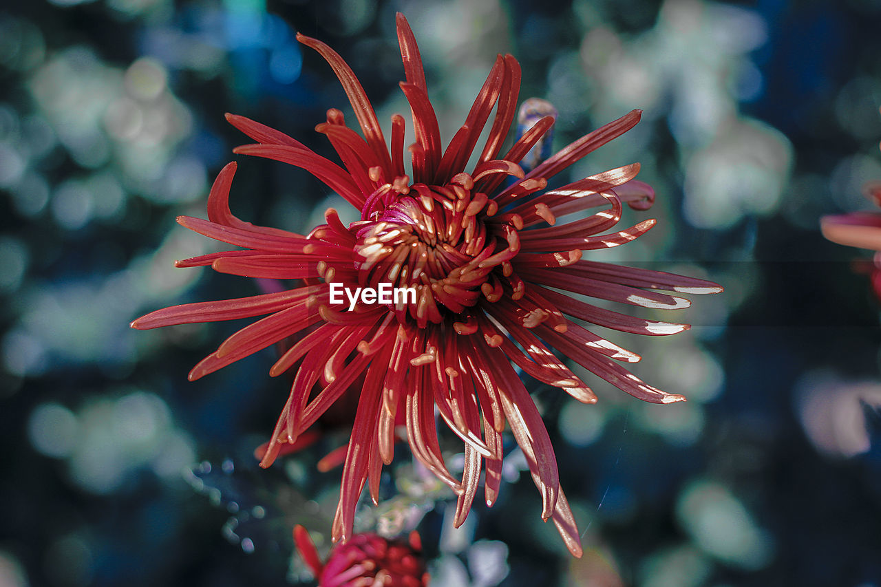 Close-up of red flower