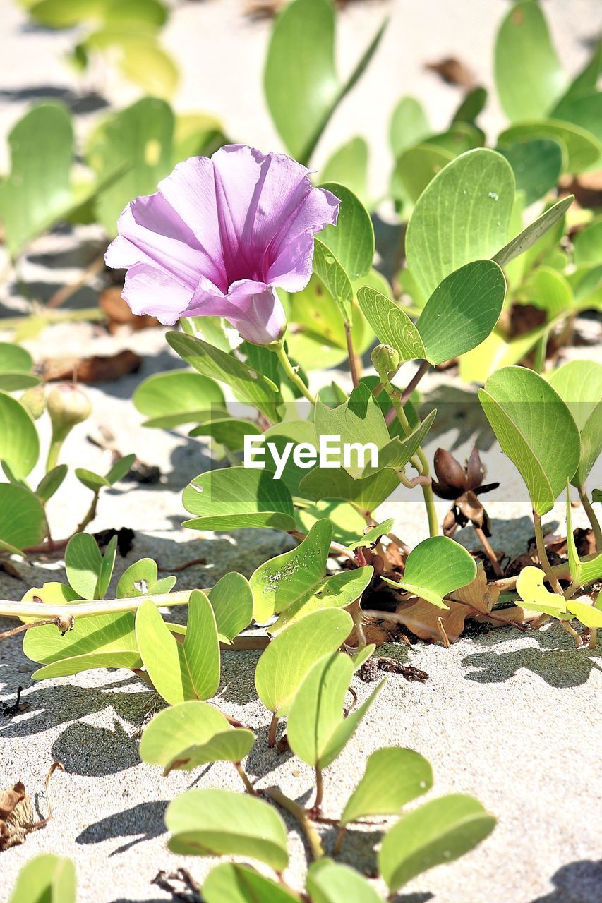 Close-up of purple flower