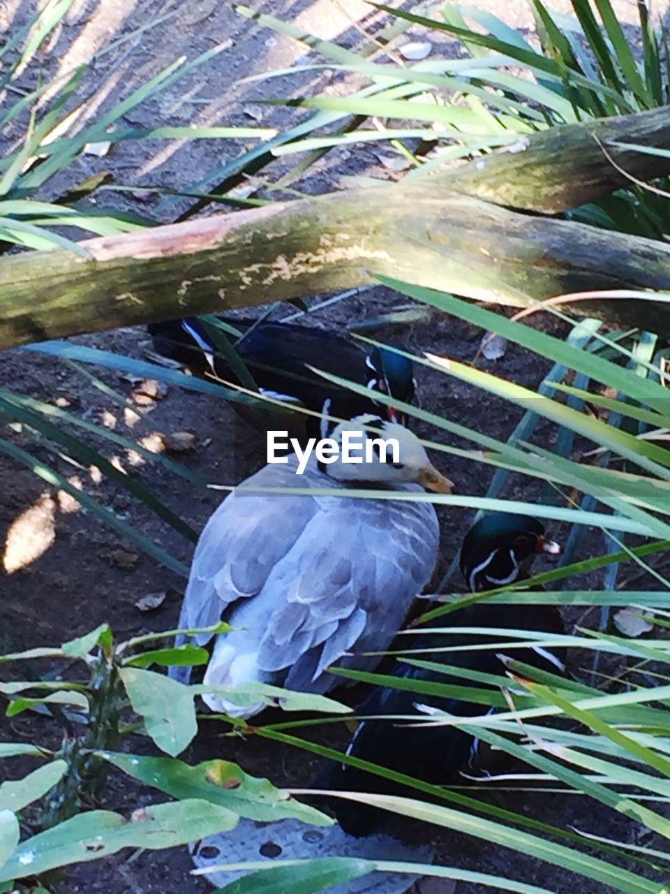 BIRD PERCHING ON LEAF