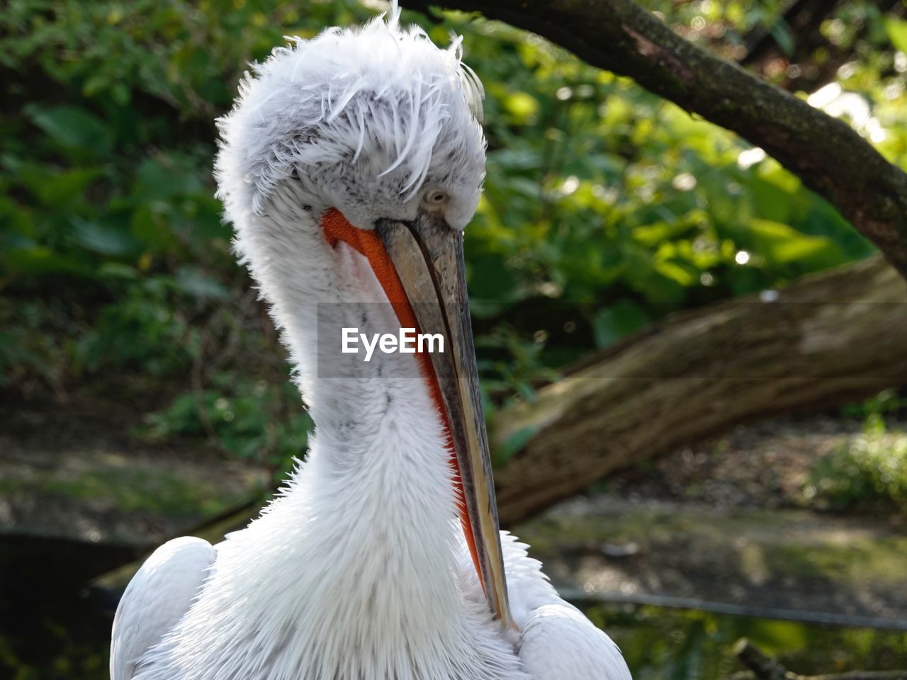 CLOSE-UP OF A BIRD ON A FIELD