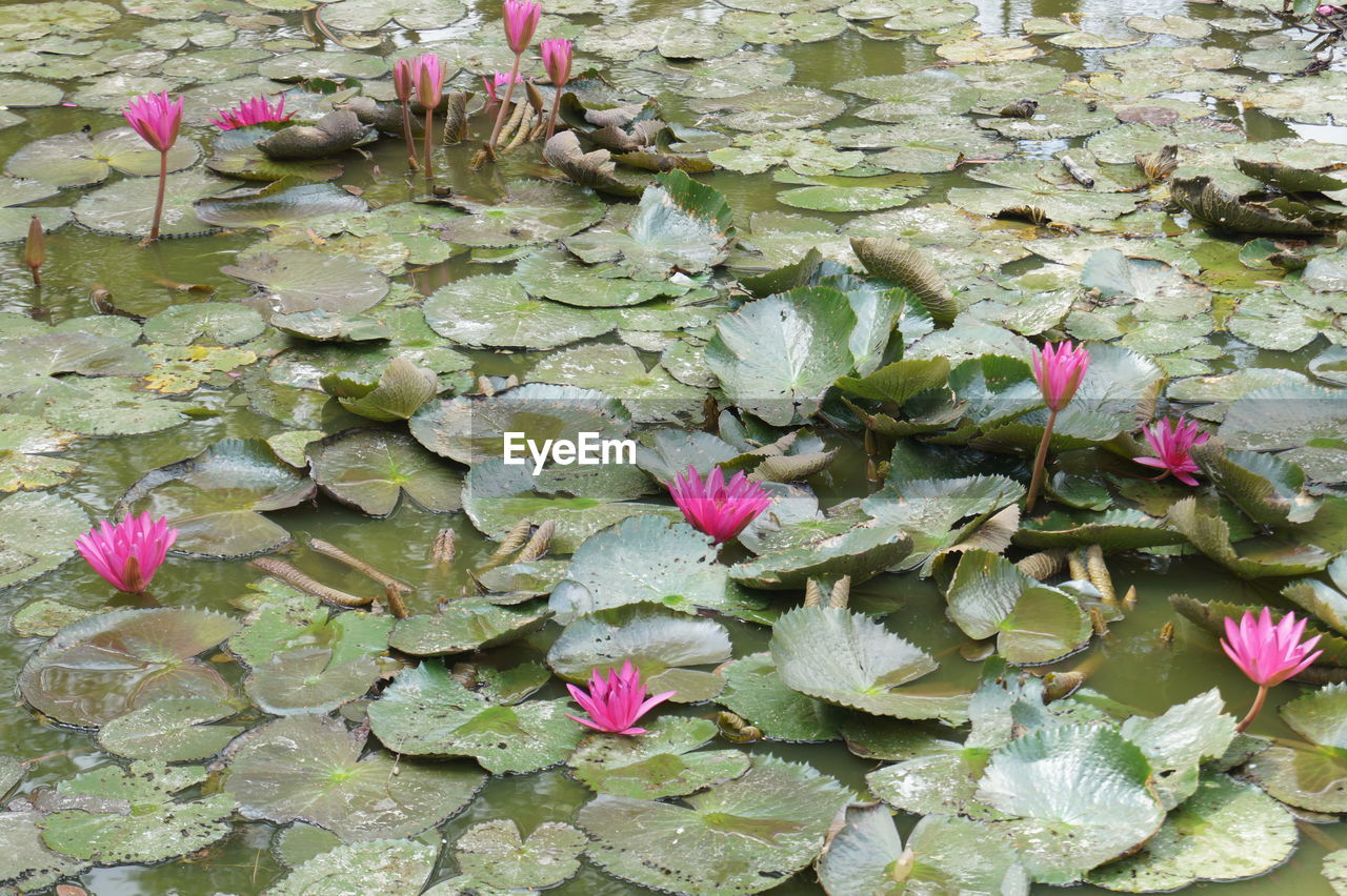 Pink flowers blooming outdoors