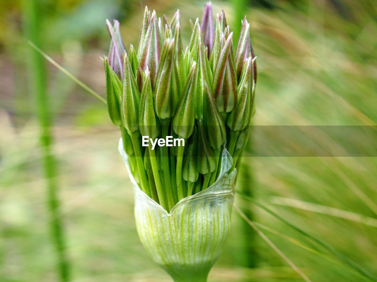 Close-up of fresh green flower bud on land