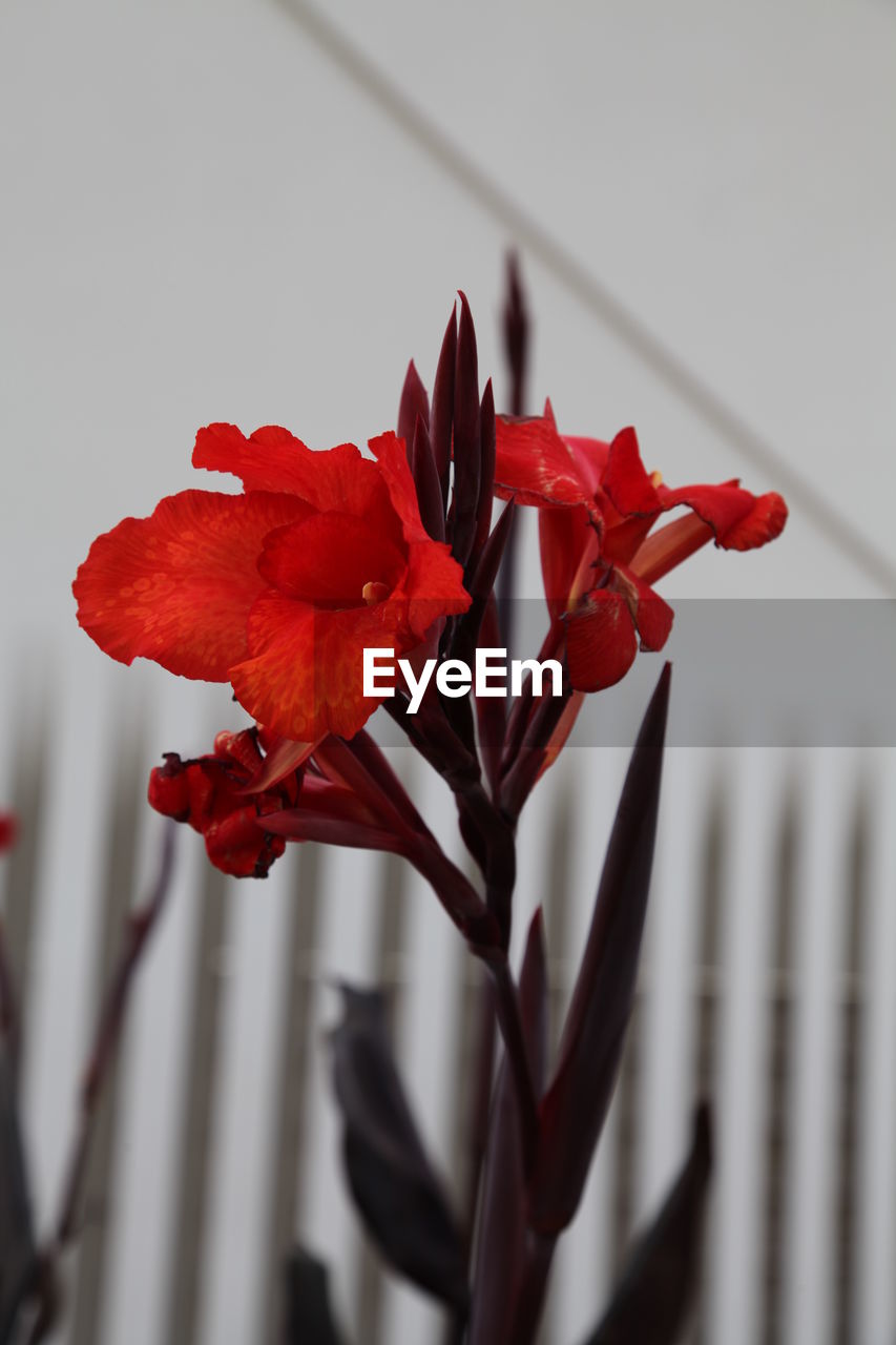 CLOSE-UP OF RED LEAVES