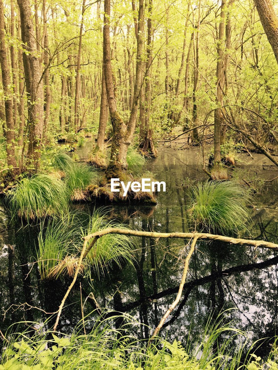 Trees in forest