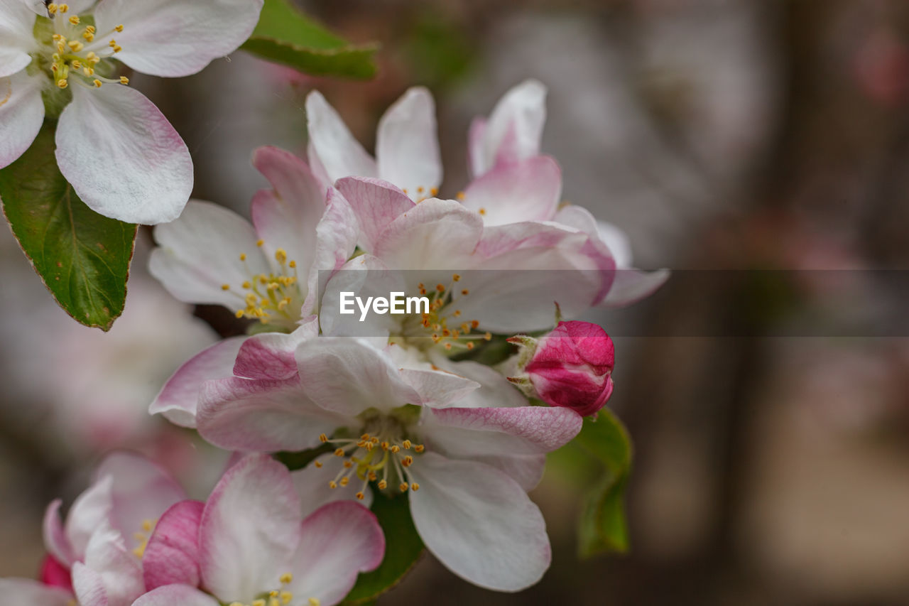 Apple blossom closeup.