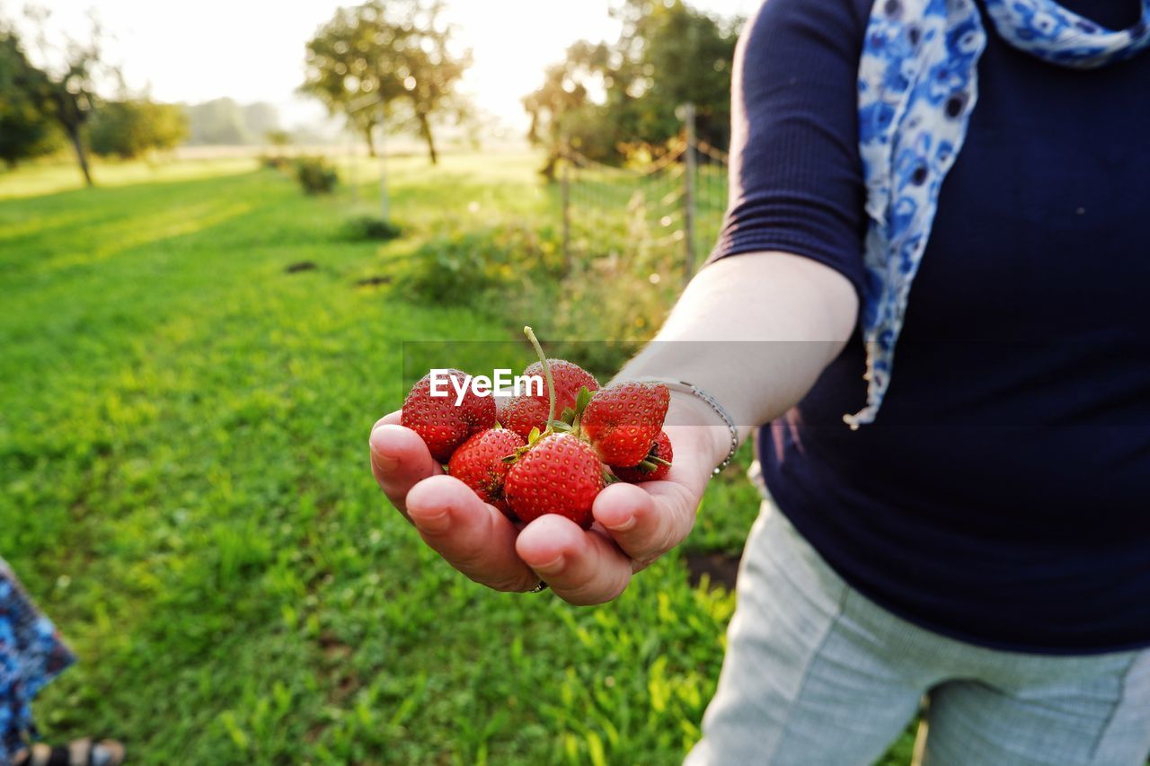 LOW ANGLE VIEW OF PERSON HOLDING STRAWBERRIES