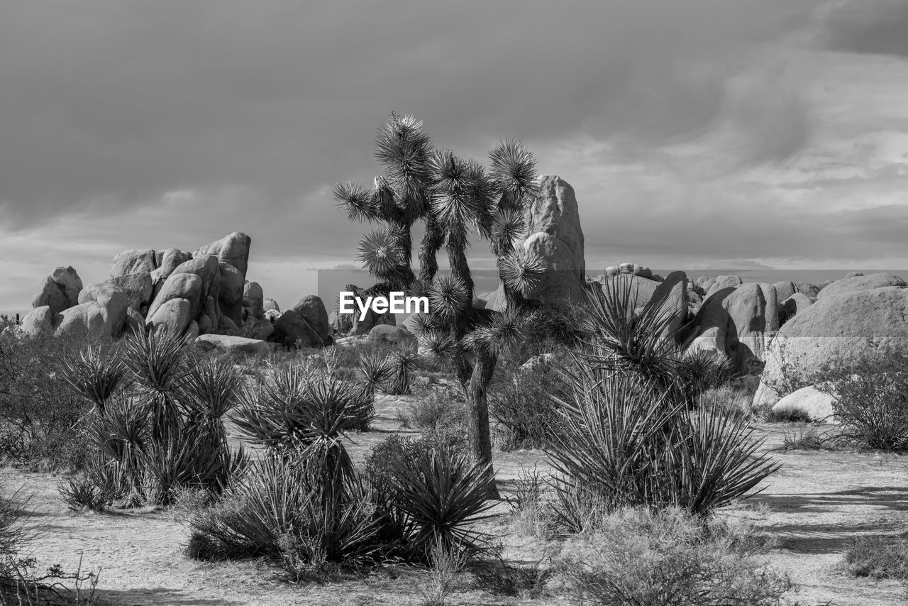 Joshua tree national park