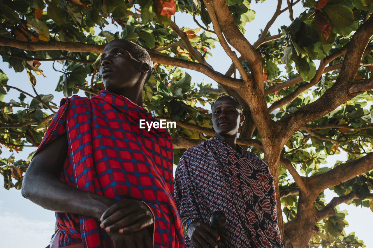 Two masai men in traditional clothes standing under big mkungu tree