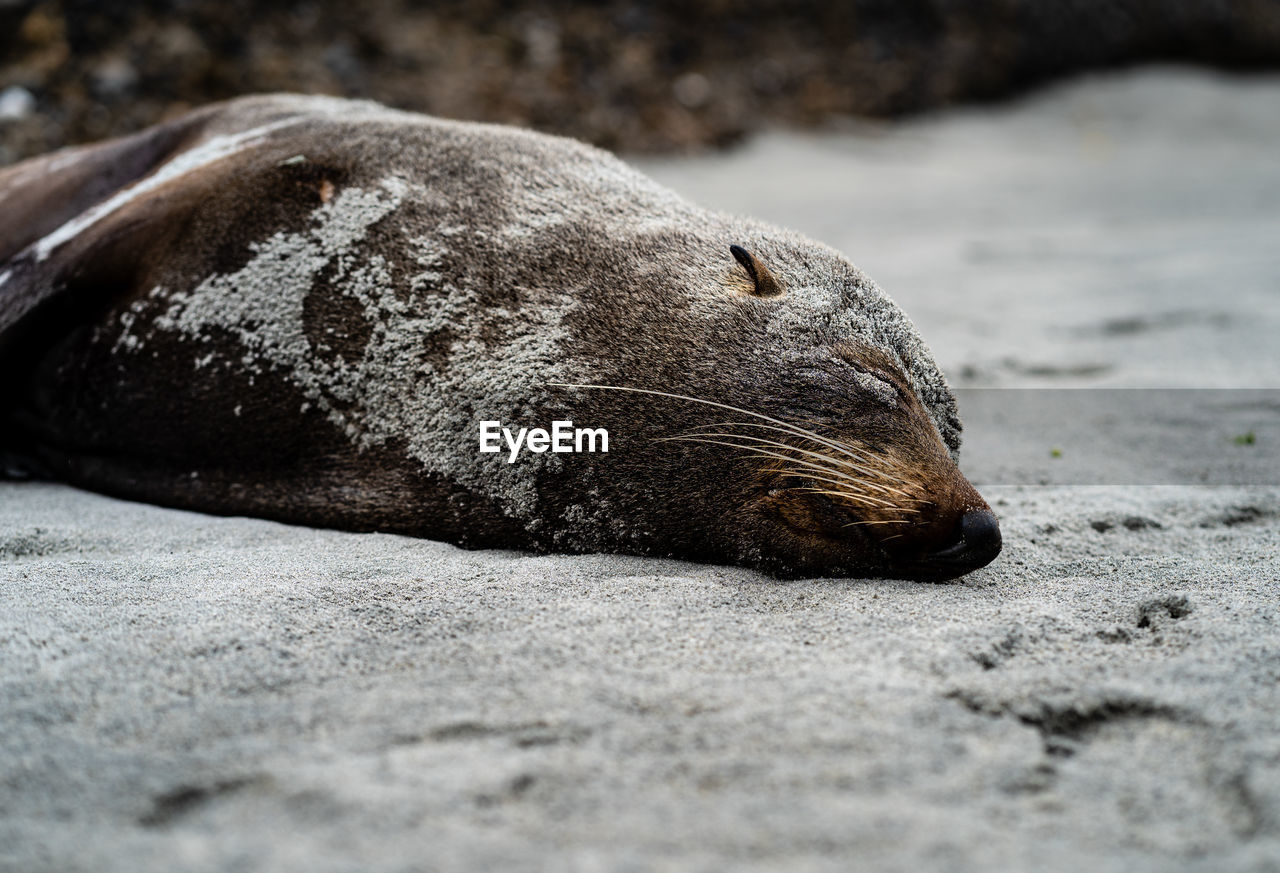 A seal sleeping covered in sand on wharariki beach