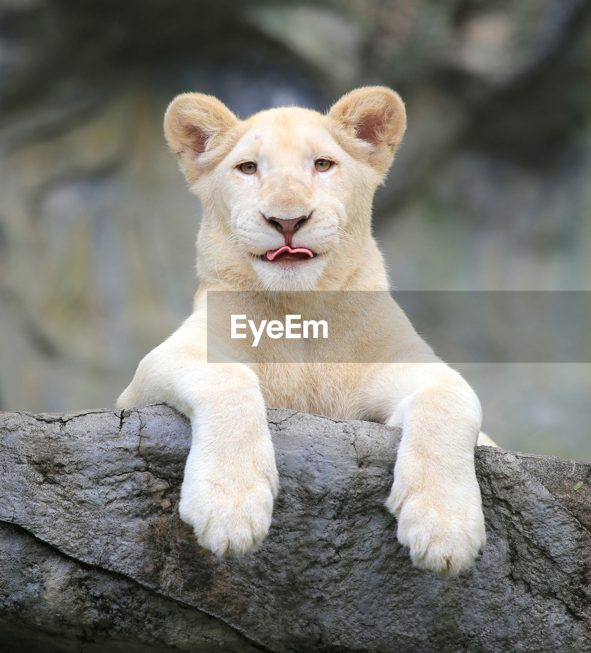 Close-up portrait of lion cub on wood