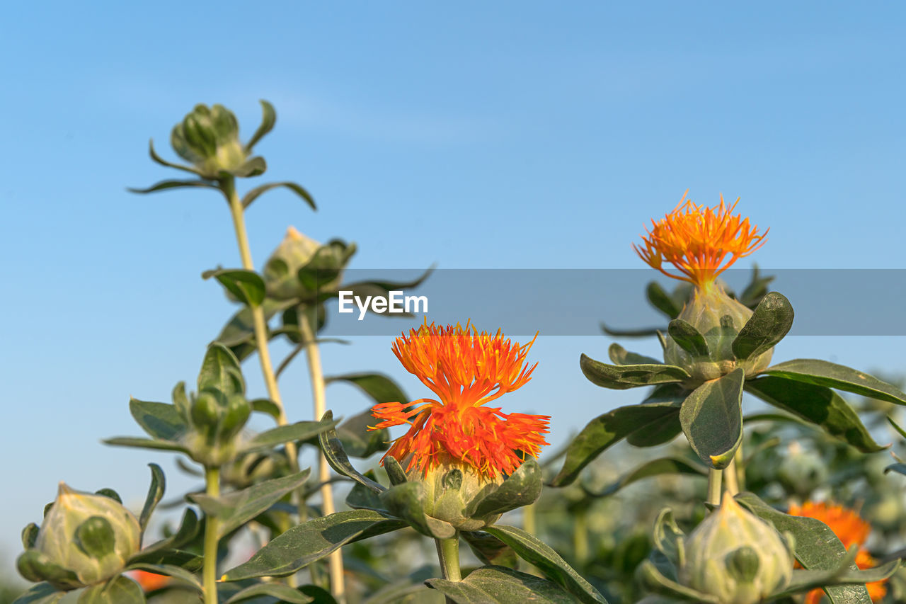 Low angle view of flowering plant against sky