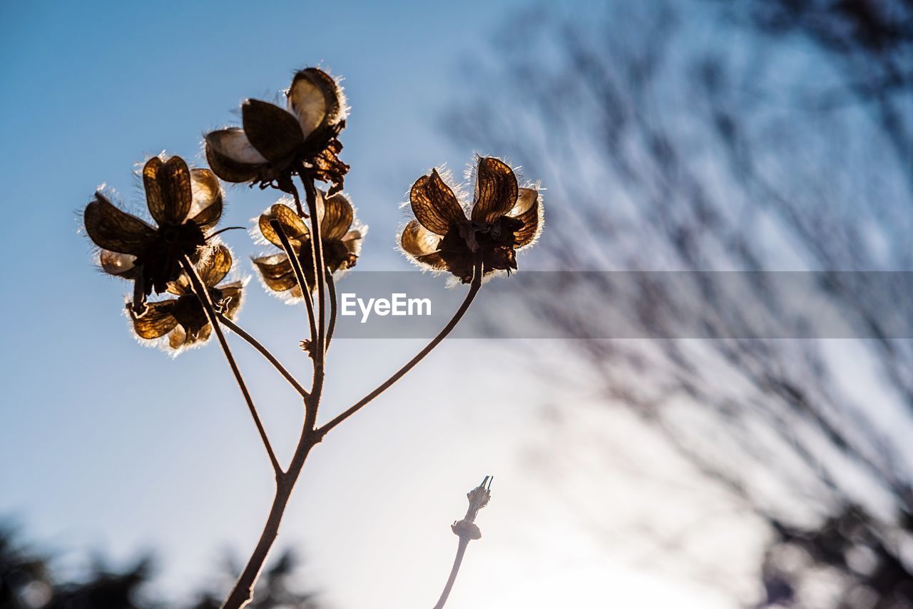 Close-up of plant against the sky