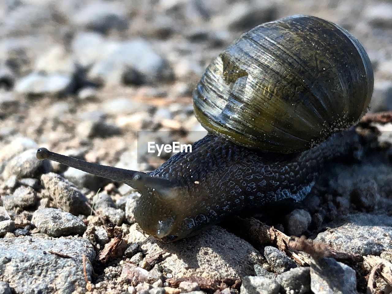 CLOSE-UP OF SNAIL ON ROCK OUTDOORS