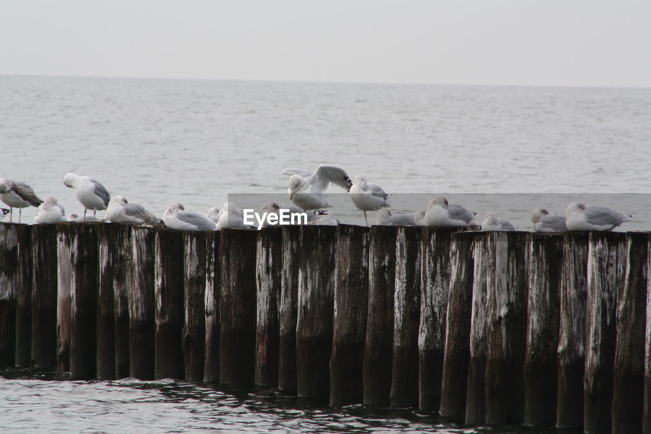 SEAGULLS PERCHING ON WOODEN POSTS IN SEA