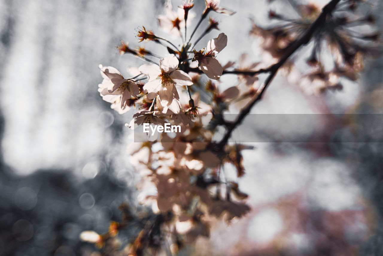 Close-up of cherry blossoms in spring