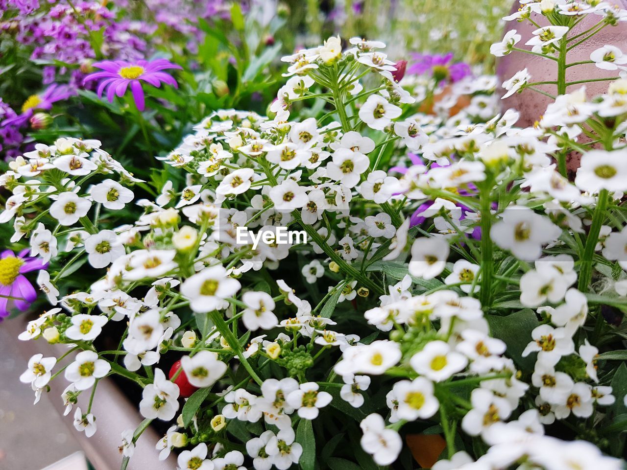 CLOSE-UP OF FLOWERS BLOOMING