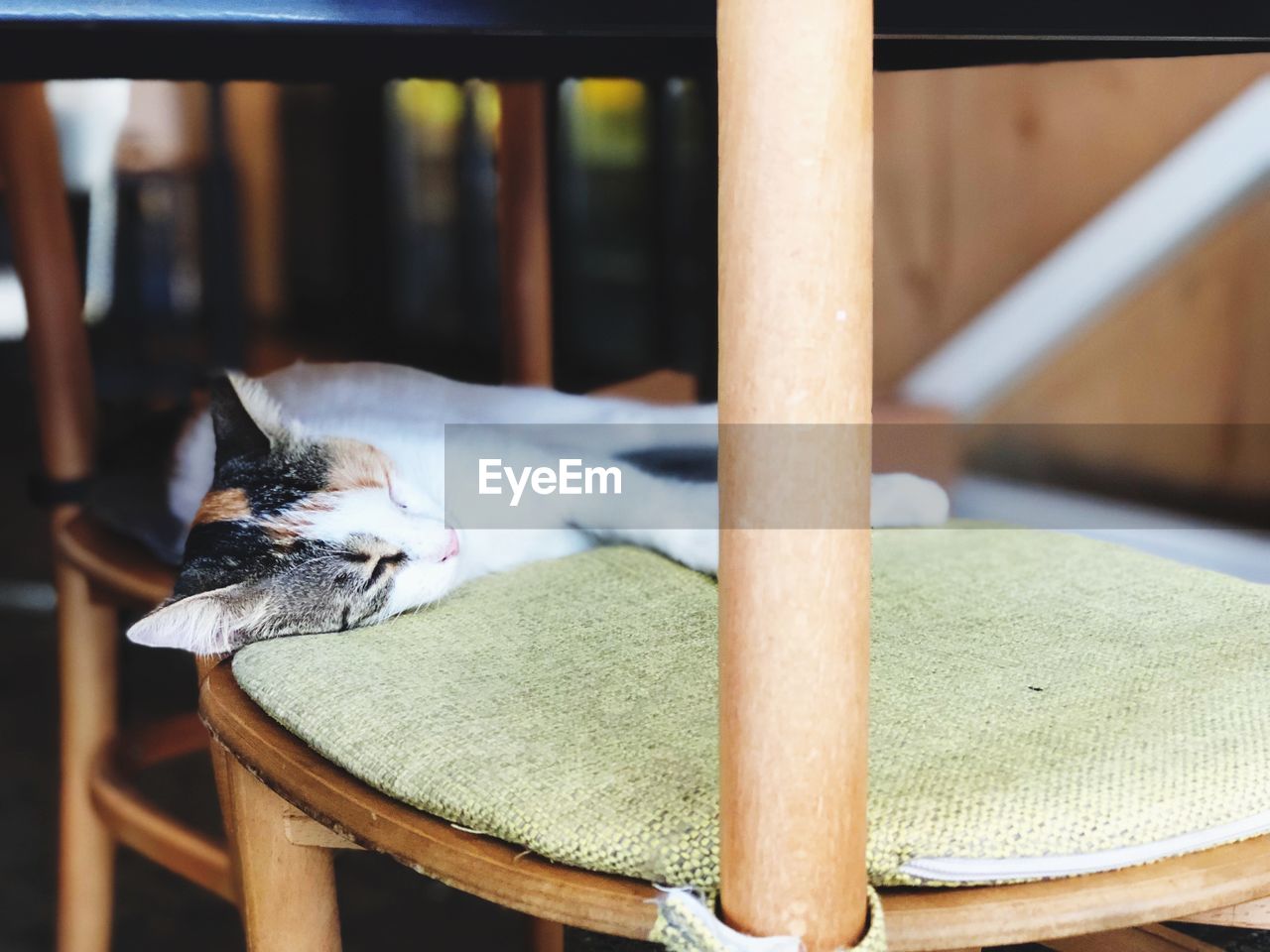 CAT SLEEPING ON TABLE