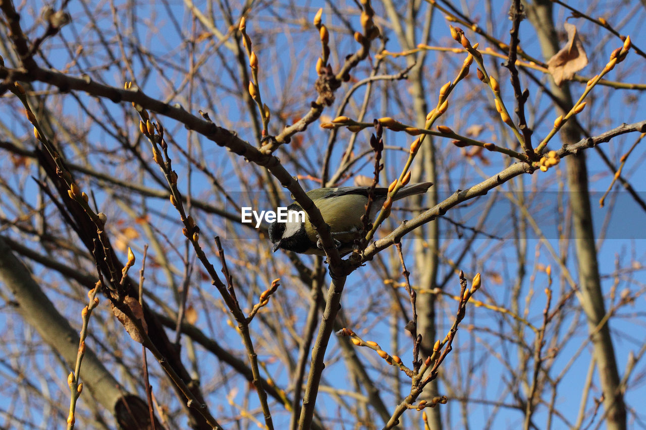 Low angle view of great tit perching on bare tree during autumn