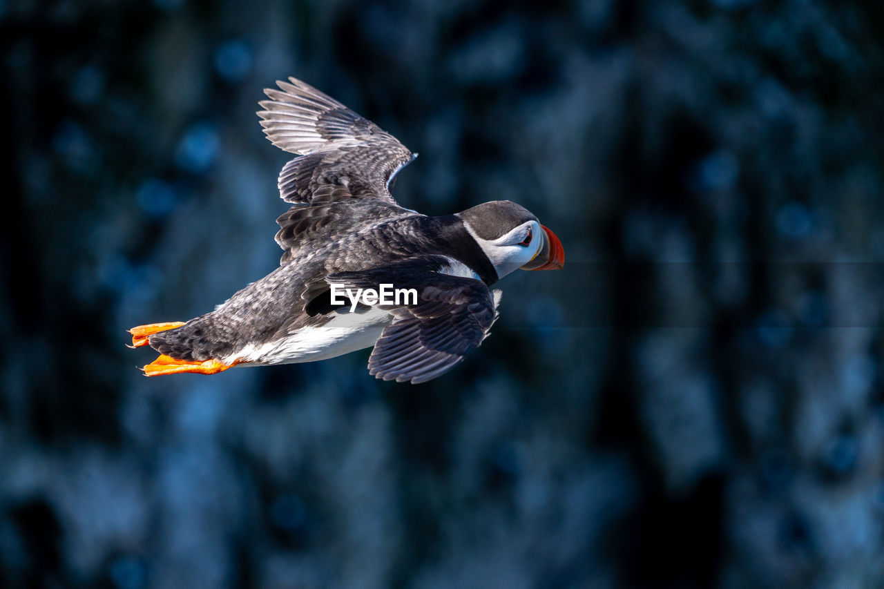 Single portrait puffin flying soaring and gliding on a cliff face on rugged uk coastline