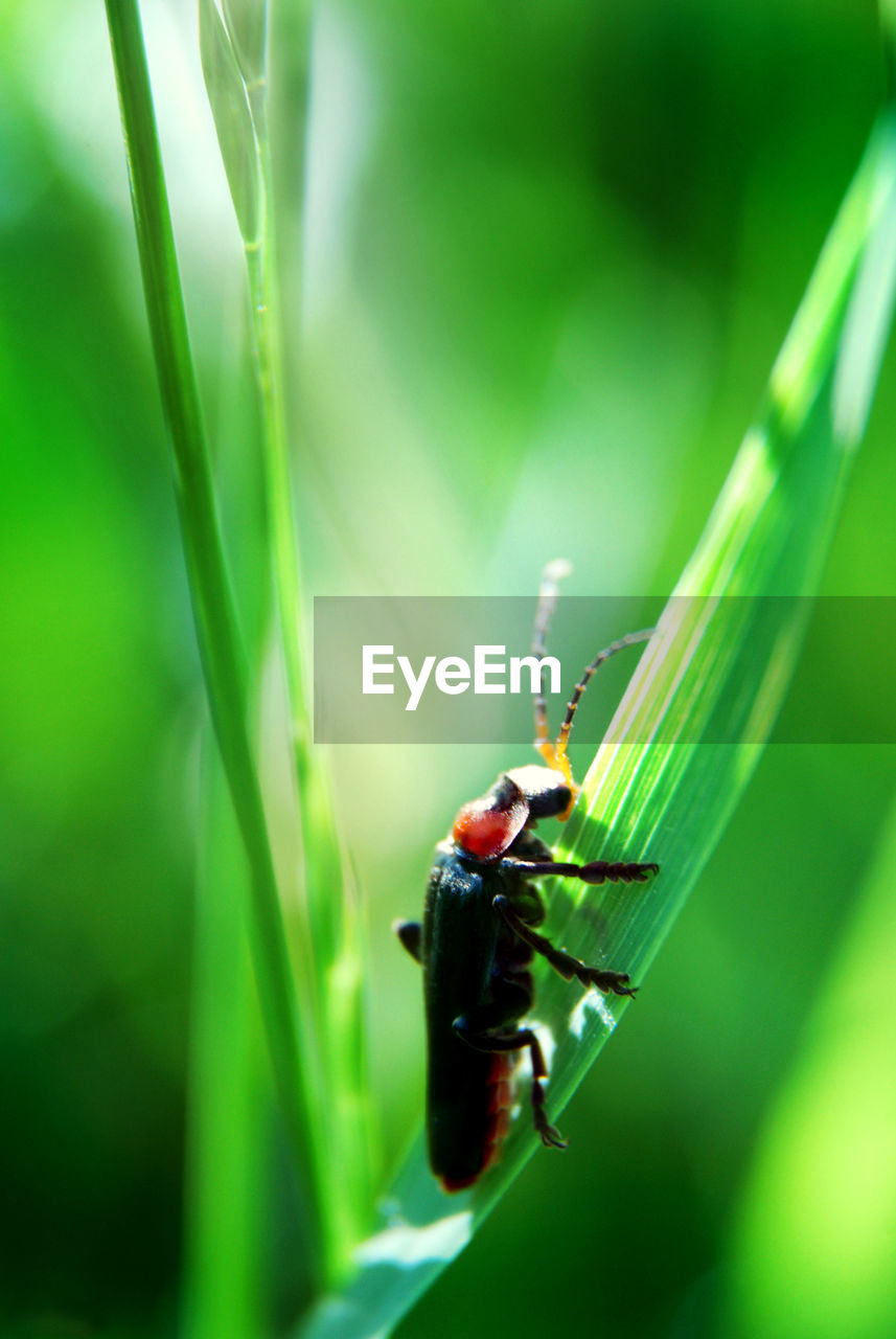 LADYBUG ON LEAF