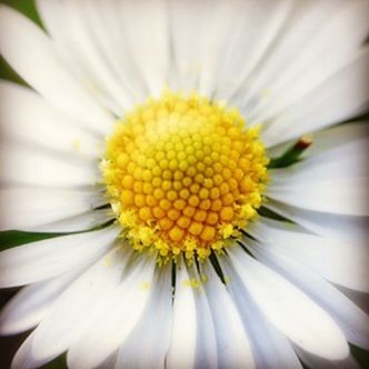 CLOSE-UP OF WHITE DAISY FLOWER