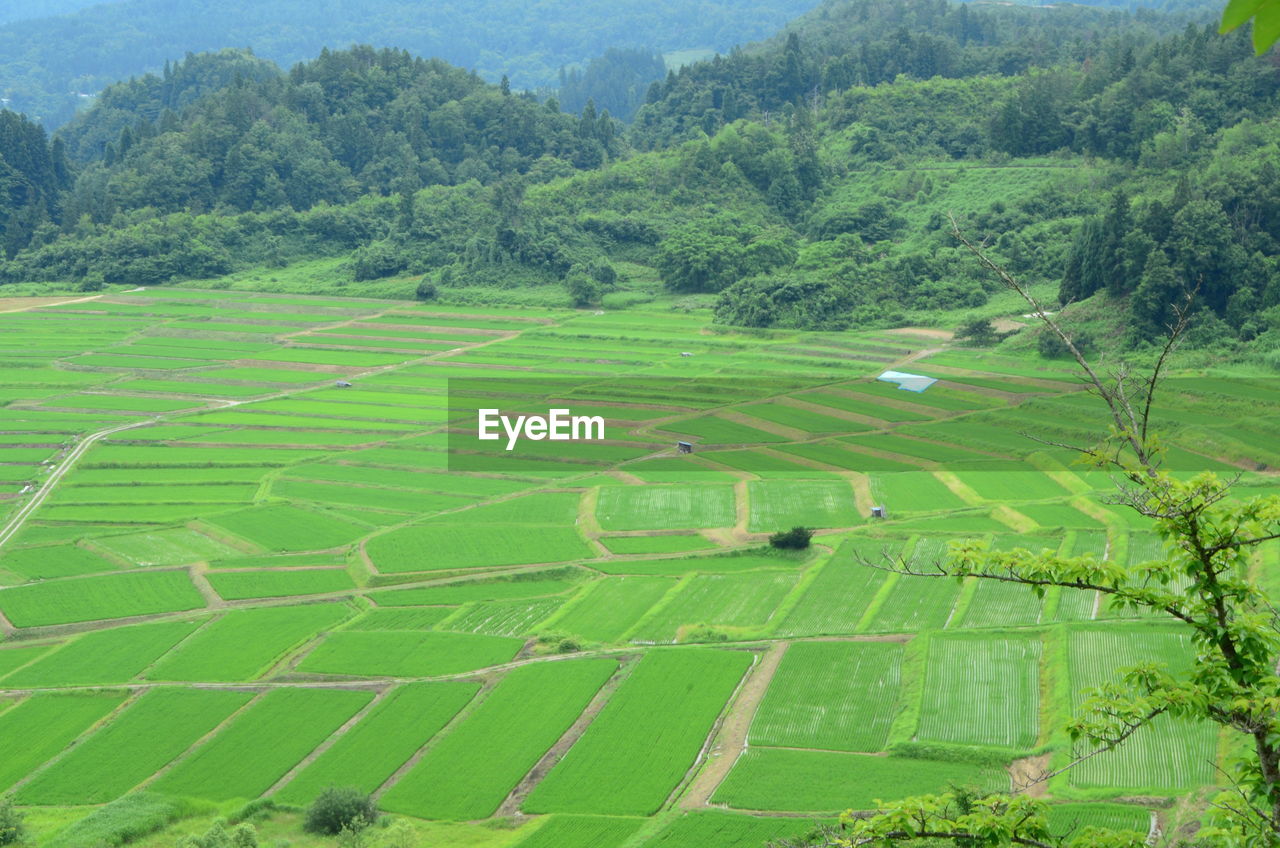 High angle view of agricultural field