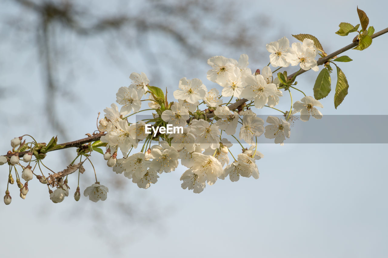 plant, branch, tree, flower, flowering plant, blossom, beauty in nature, spring, freshness, nature, springtime, growth, fragility, close-up, twig, macro photography, produce, white, cherry blossom, no people, flower head, food, fruit tree, outdoors, inflorescence, sky, focus on foreground, almond tree, apple tree, botany, petal, day, plant part, leaf, fruit, cherry tree, low angle view, apple blossom, food and drink