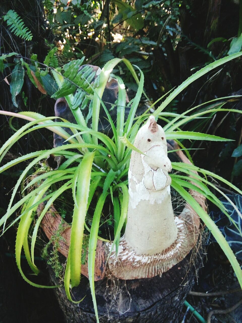 CLOSE-UP OF PLANTS