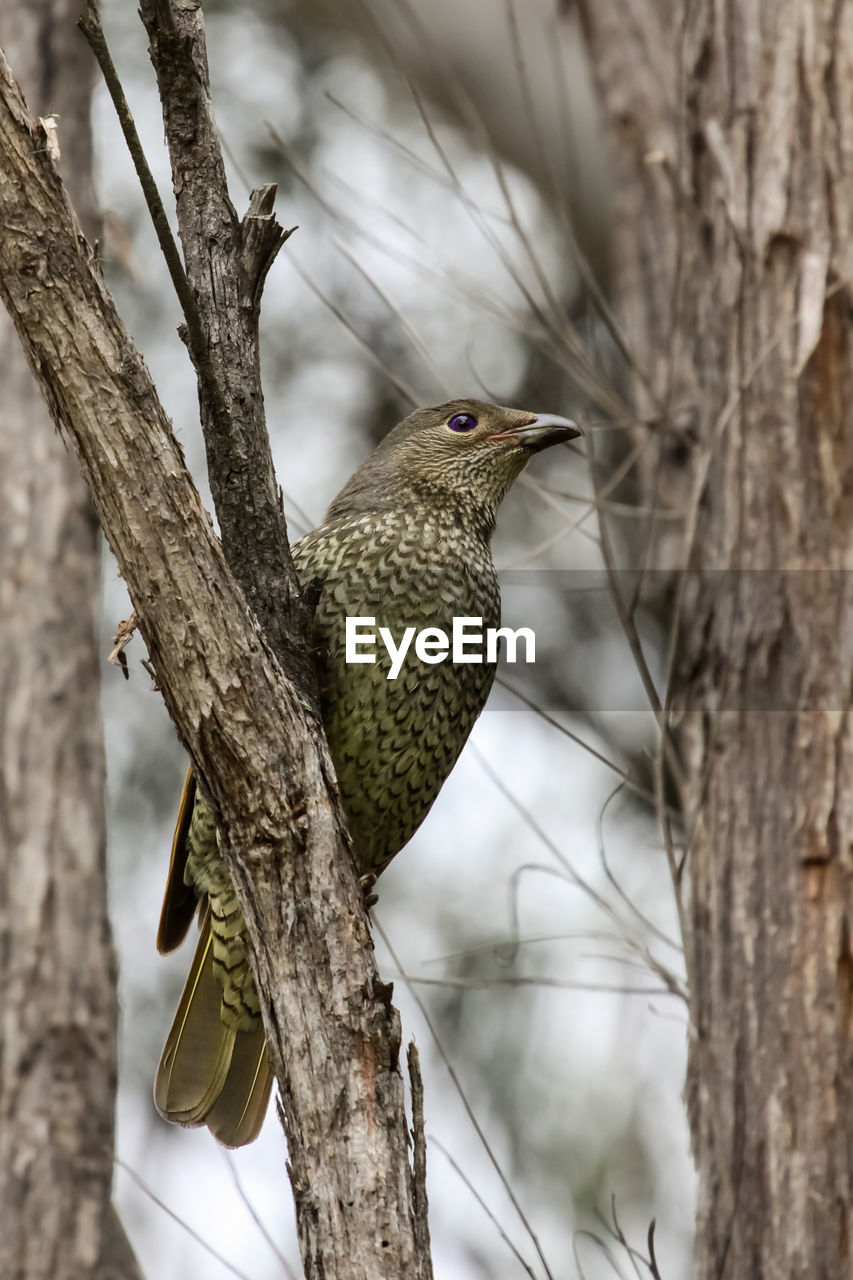 Low angle view of bird perching on tree branch